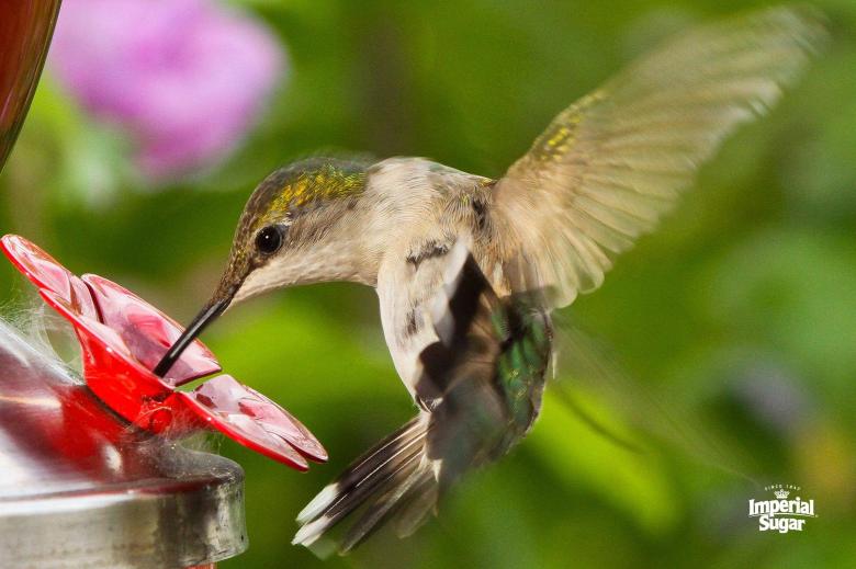 homemade hummingbird